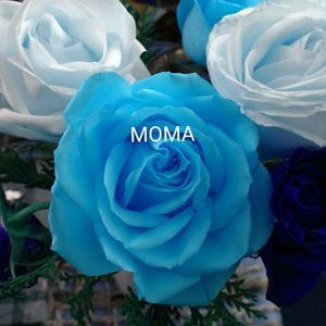 Meet your Posher, Frances